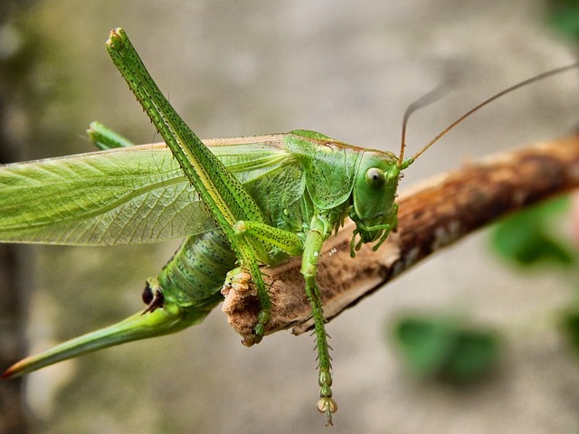 Prevent a Home Pest Invasion