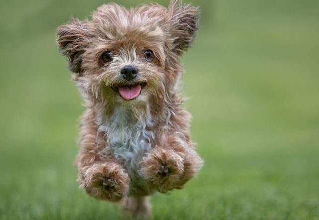 Efficient Pet Stores